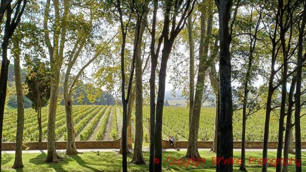 A sunny day in Chateauneuf du Pape